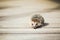 Small Funny Lovely Hedgehog Standing On Wooden Floor