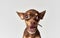 Small funny purebred chihuahua dog close-up pet
