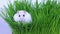 A small funny white Djungarian hamster sits on green grass and sniffs. Close-up.