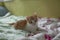 small furry baby ginger cat is curiously watching on the bed