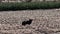 Small furry black dog standing in a field