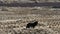 Small furry black dog standing in a field