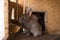 Small furry bunny feeding in farm hutch
