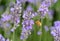 A small furry butterfly insect is collecting pollen