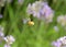 A small furry butterfly insect is collecting pollen