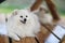 A small furry dog of Spitz breed