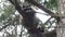 Small furry raccoon perched up in a pine tree looking from above