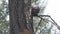 Small furry raccoon perched up in a pine tree looking down from above