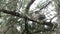 Small furry raccoon perched up in a pine tree looking downward