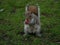 Small furry squirrel stands in a grassy meadow, holding a piece of apple in its mouth