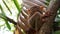 small furry tarsier from Bohol island in Phillipines seat on tree branch in rainforest.