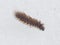 Small fuzzy brown caterpillar on old snow in late winter macro, selective focus, shallow DOF