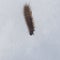 Small fuzzy brown caterpillar on old snow in late winter macro, selective focus, shallow DOF