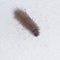 Small fuzzy brown caterpillar on old snow in late winter macro, selective focus, shallow DOF