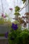 Small garden on the balcony in autumn. Cobaea flower on blurred background of flowering petunias