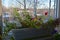 Small garden on the balcony blooms all over the year. Petunia flowers grow in container in winter