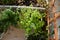 Small garden on the balcony in spring. Top view on lobelia and daisy, growing in pots