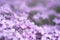 Small garden filled with light purple flower macro world