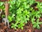 Small garden fork with a green plant and bark chipping mulch