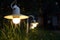Small Garden Light, Lanterns In grass Bed. Garden Design. Luminarias and Christmas lights decorate a garden at night.