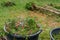 Small garden loppers lying in big black bucket on top of twigs of cut down conifer tree during break from garden work with