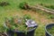 Small garden loppers and worn out working gloves lying in big black bucket on top of twigs of cut down conifer tree during break