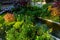 Small garden pond and many decorative evergreens. Selective focus. Evergreen spring landscape garden