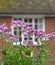 Small garden rooftop flowers cottage