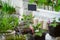 A small garden with seedlings at home on the balcony. Various sprouts in a flower pot. Black board for writing chalk text standing