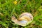 Small garden snail on grass