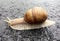 Small garden snail in shell crawling on wet road, slug hurry home