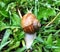 Small garden snail in shell crawling on wet road, slug hurry home