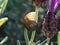 A small garden snail shell on a Lavender flower stalk.