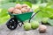 Small garden wheelbarrow full of walnuts, green nuts and leaves in garden.