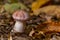 Small Gassy webcap, Cortinarius traganus, poisonous mushrooms in forest close-up, selective focus, shallow DOF