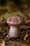 Small Gassy webcap, Cortinarius traganus, poisonous mushrooms in forest close-up, selective focus, shallow DOF