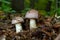 Small Gassy webcap, Cortinarius traganus, poisonous mushrooms in forest close-up, selective focus, shallow DOF