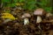 Small Gassy webcap, Cortinarius traganus, poisonous mushrooms in forest close-up, selective focus, shallow DOF