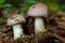 Small Gassy webcap, Cortinarius traganus, poisonous mushrooms in forest close-up, selective focus, shallow DOF