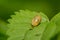 Small gastropod on leaf of nettle