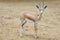 Small gazelle