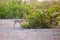 Small gazelle on Sir Bani Yas island, UAE