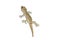 Small gecko walking stick action on wall