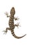 Small gecko on white background