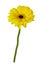 Small gellow gerbera flower germini isolated