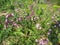 Small and gentle purple pink flowers