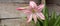 It is a small genus of flowering bulbs, with two species. The better known of the two, Amaryllis belladonna,