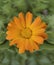 Small gerbera flower on bright summer day