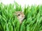 Small gerbil in grass