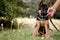 Small German Shepherd puppy holds a leash in its mouth.